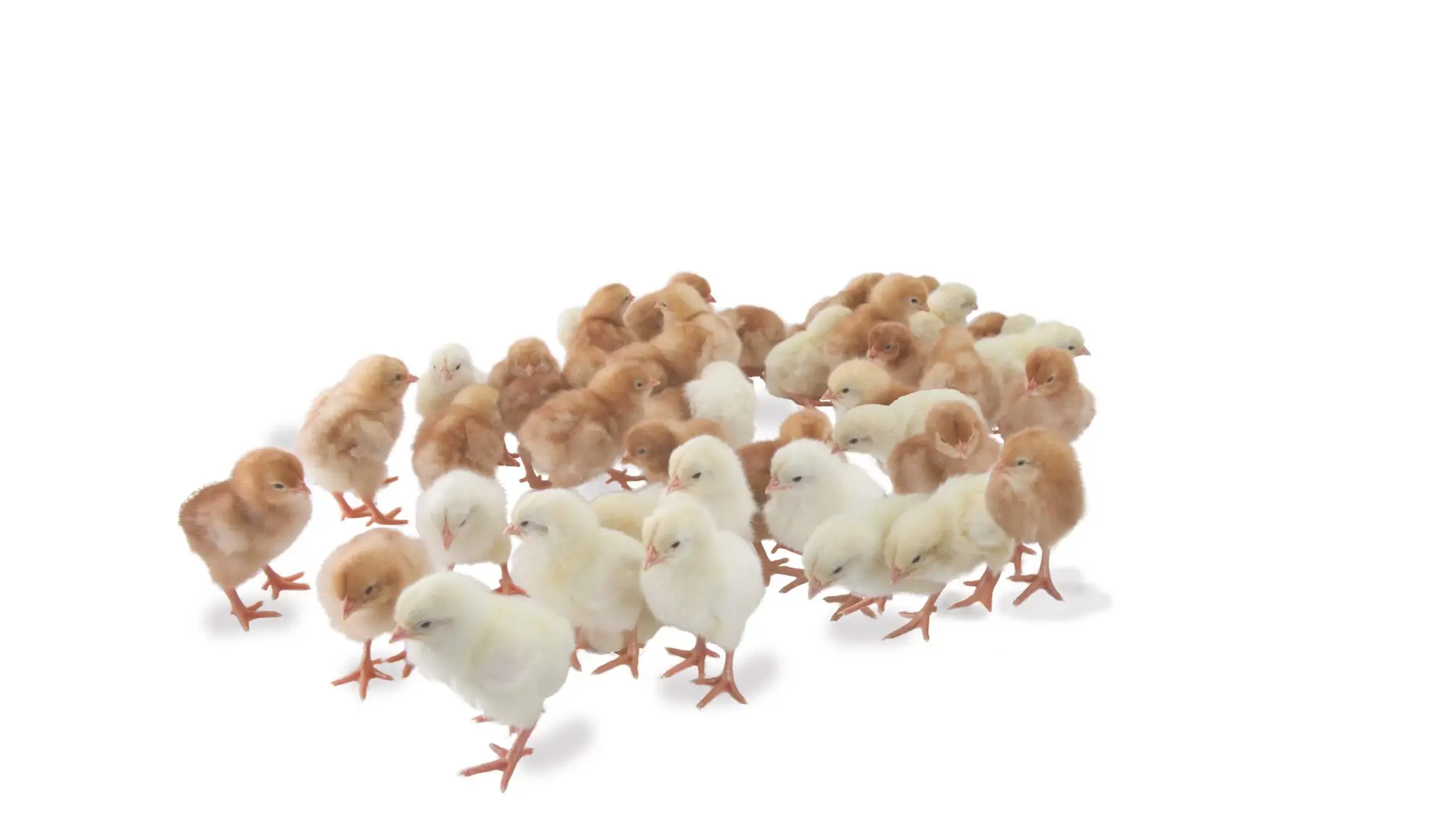 Day-old Hens Paradise layer chicks clustered together