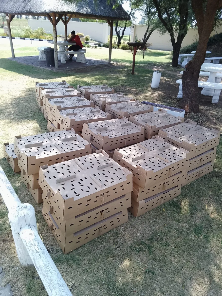 Rows of chick delivery boxes laid out in the shade at a customer collection point