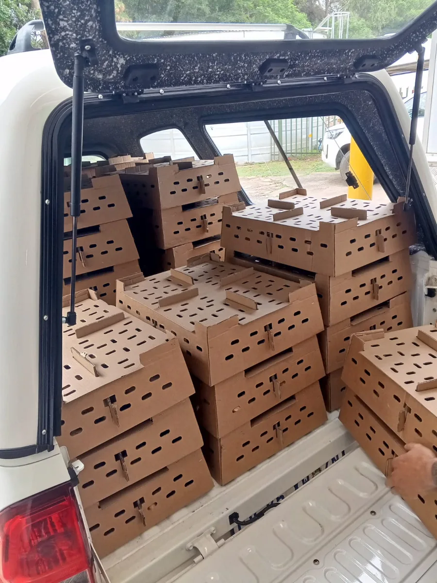 Chick transport boxes stacked inside a canopied bakkie for a nationwide road delivery