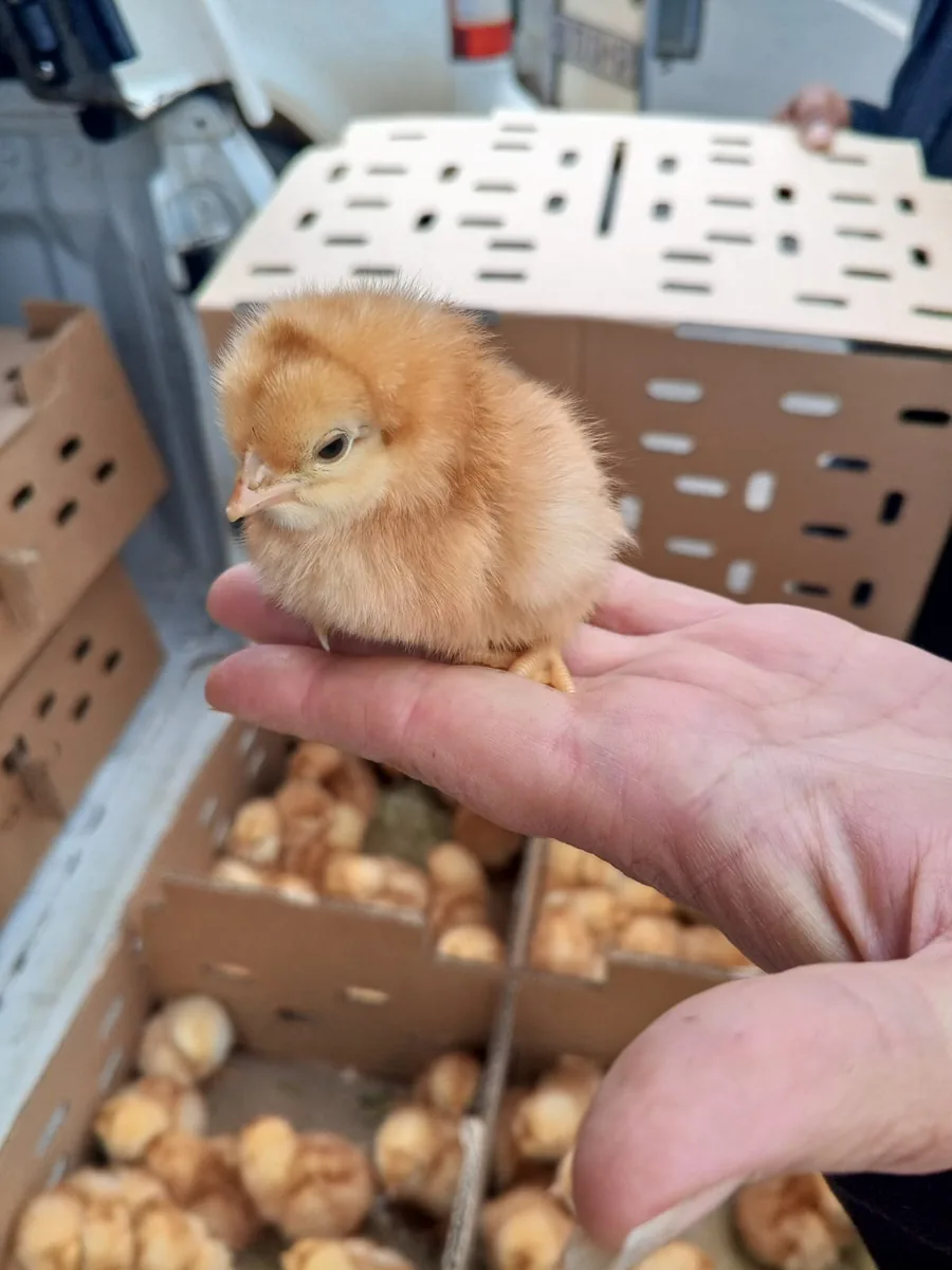 A day-old chick held above an open transport box full of chicks