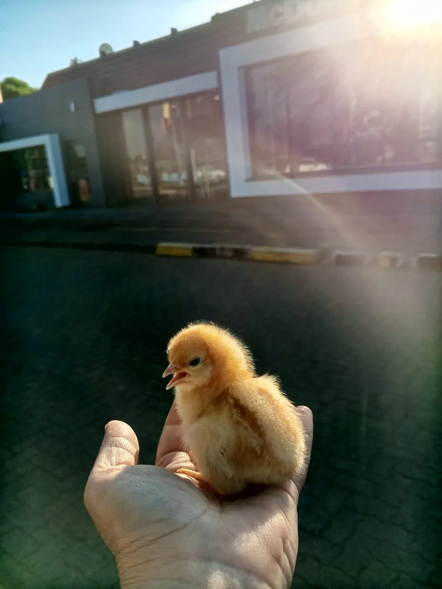 A single day-old chick held in a cupped hand at sunrise before an early morning delivery