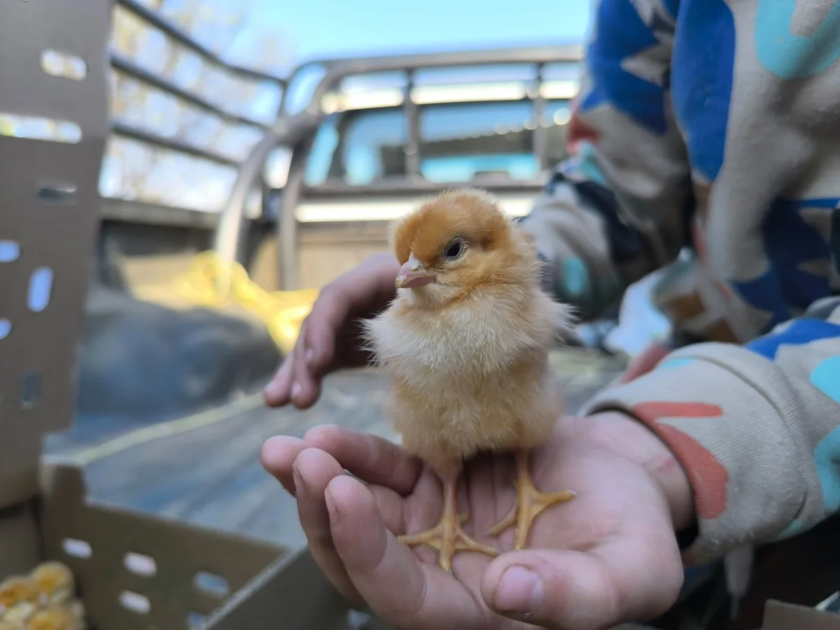 A day-old layer chick standing on an open palm beside chick transport boxes on a bakkie