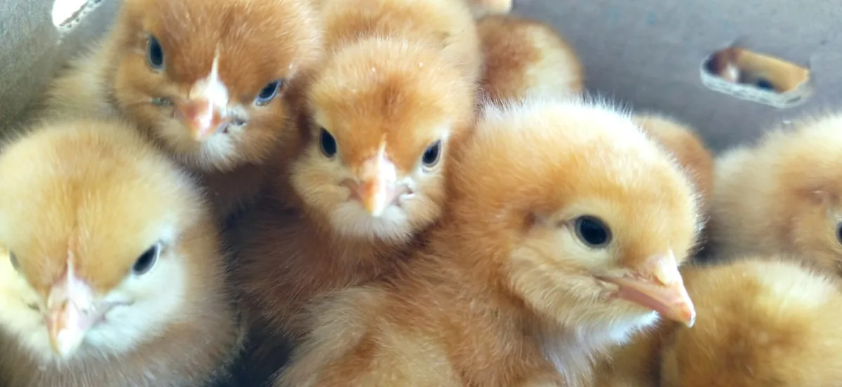 Close-up of healthy A-Grade Lohmann Brown day-old chicks in a delivery box