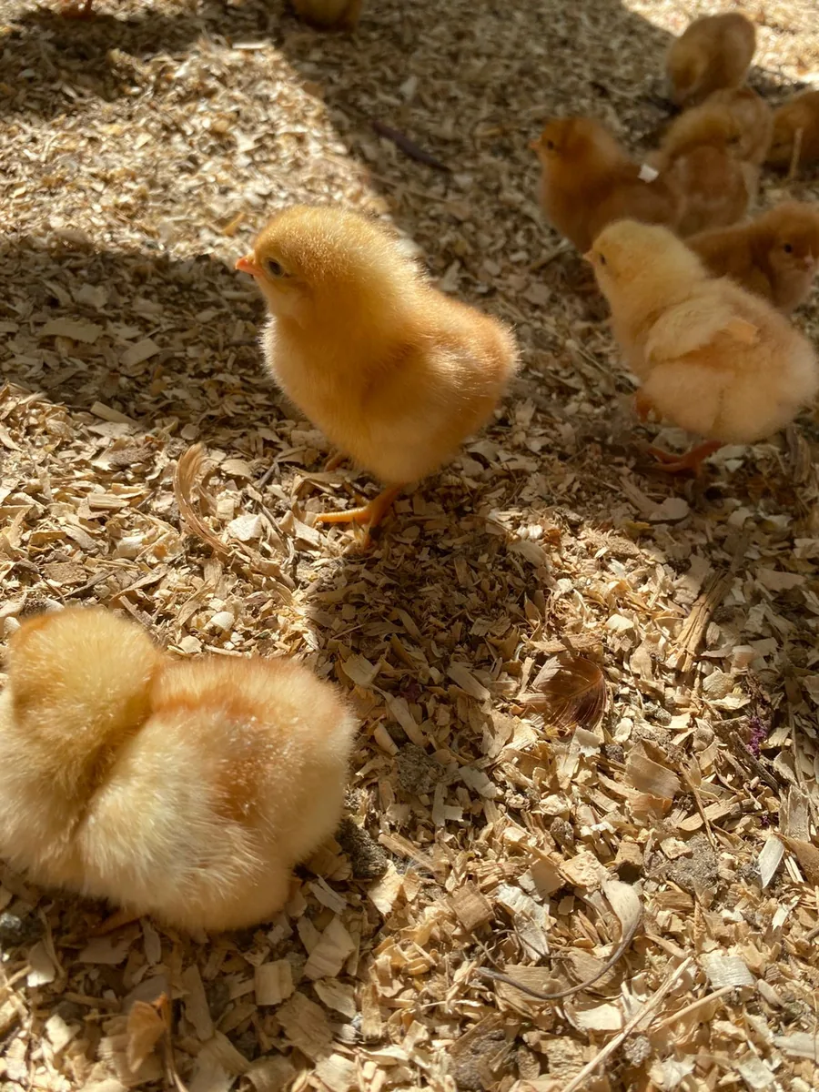 Day-old chicks on wood-shaving bedding inside a brooder