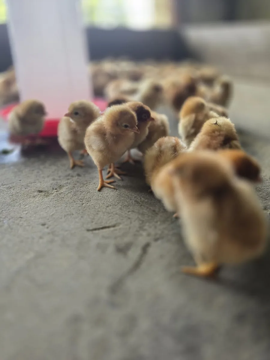 A group of day-old layer chicks walking across a concrete floor