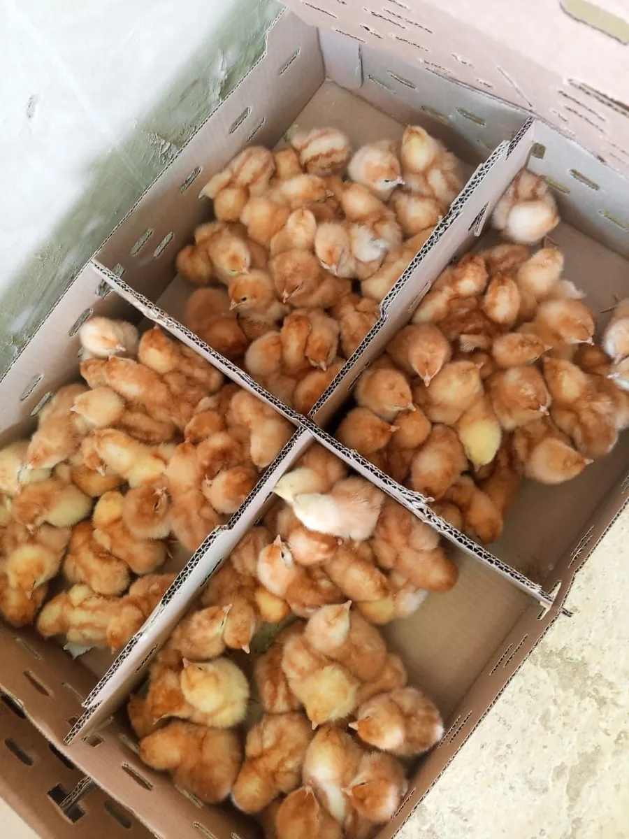 An open delivery box divided into four compartments, each filled with day-old chicks