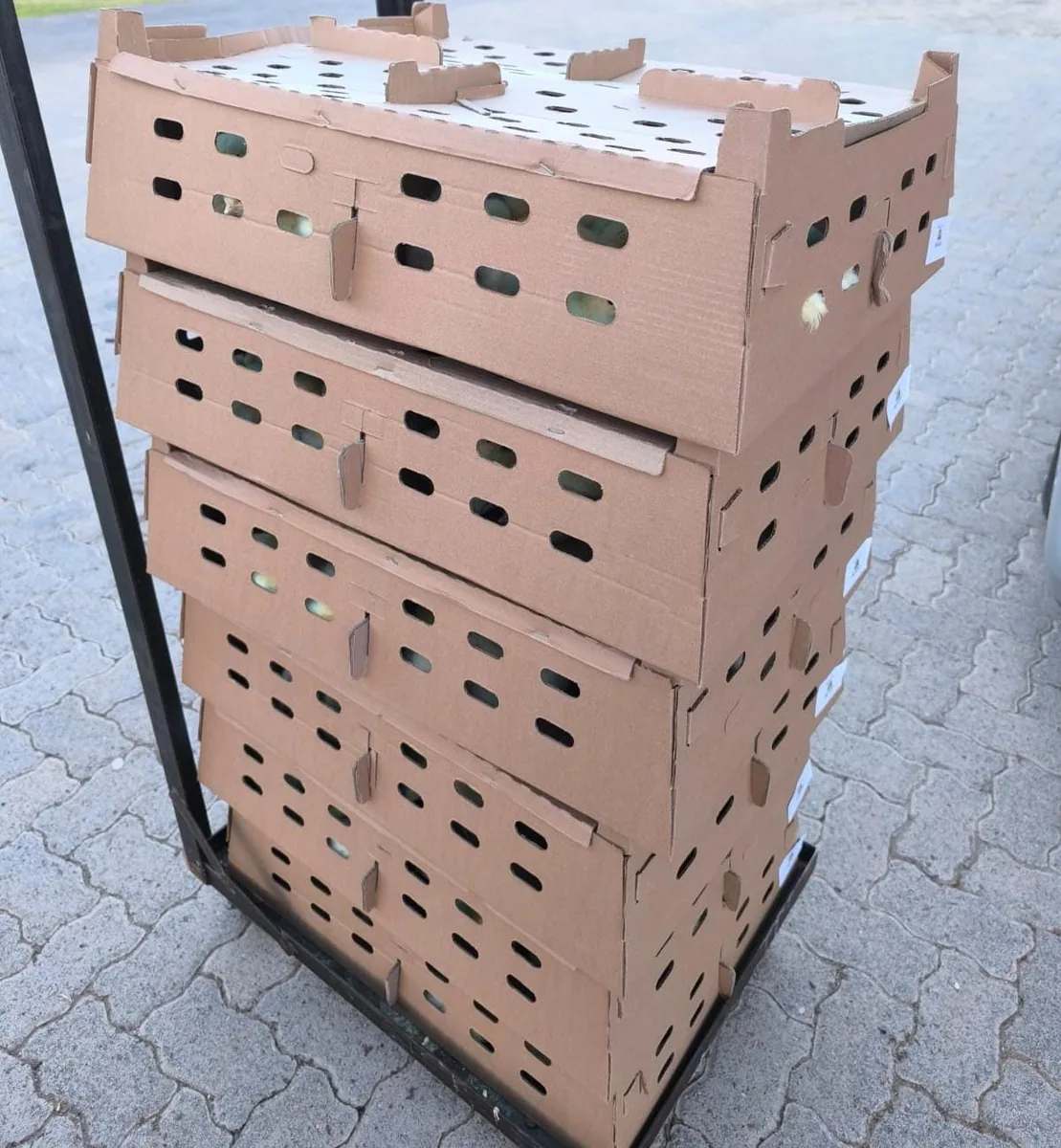 Ventilated cardboard chick transport boxes stacked on a trolley ready for dispatch