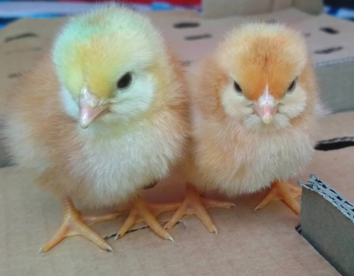 Two day-old layer chicks standing side by side inside a transport box