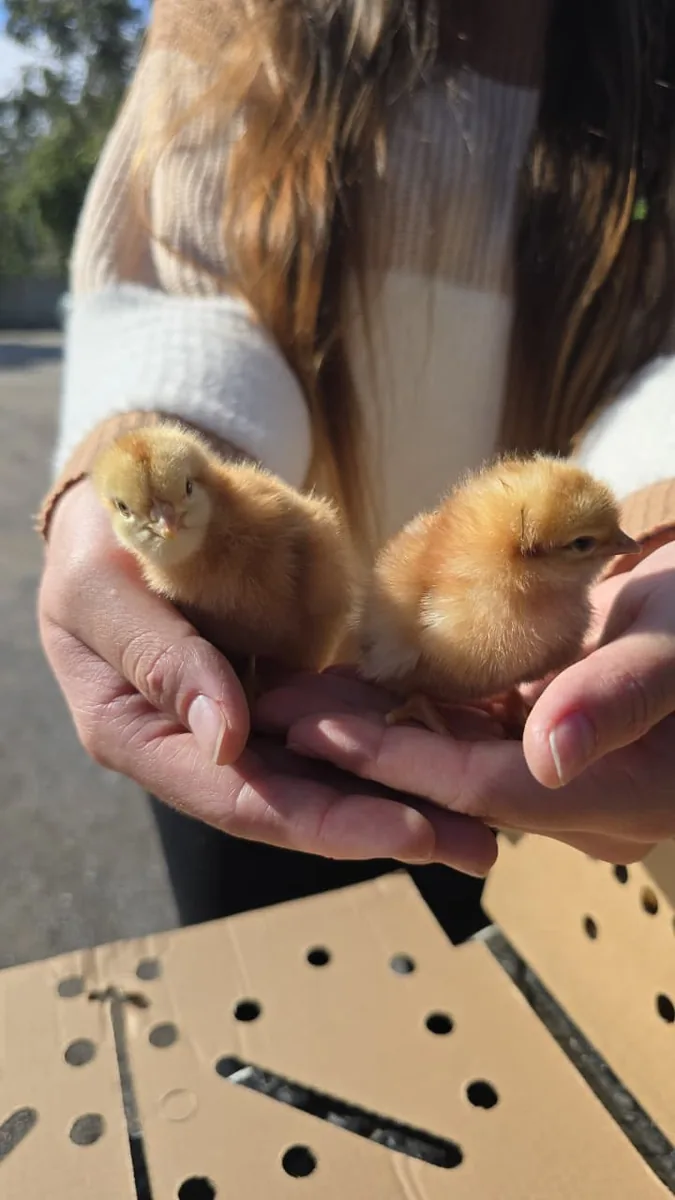 Two day-old chicks held in cupped hands as a customer collects an order