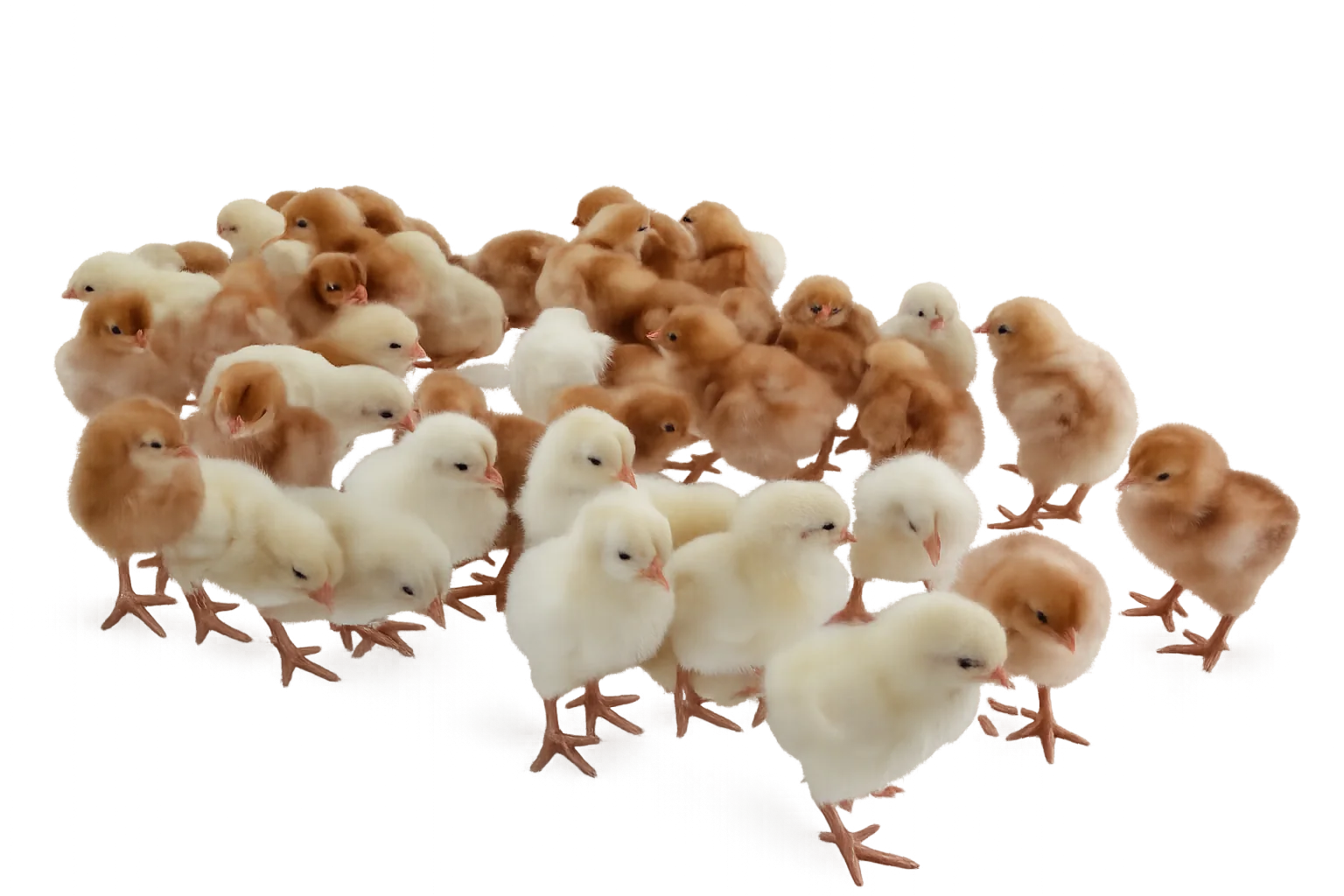 A day-old Hens Paradise Lohmann Brown layer chick