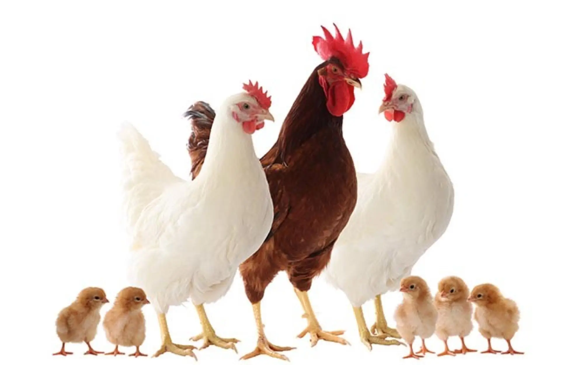 A group of chickens and chicks in a farmyard. The image features a rooster with a red comb and wattles, two white hens with smaller red combs, and six small, fluffy light brown chicks surrounding the adult chickens.
