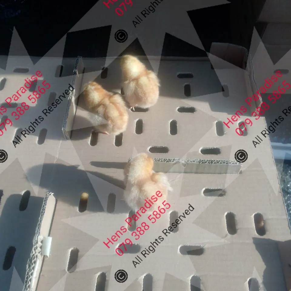IMG-20250217-WA0020