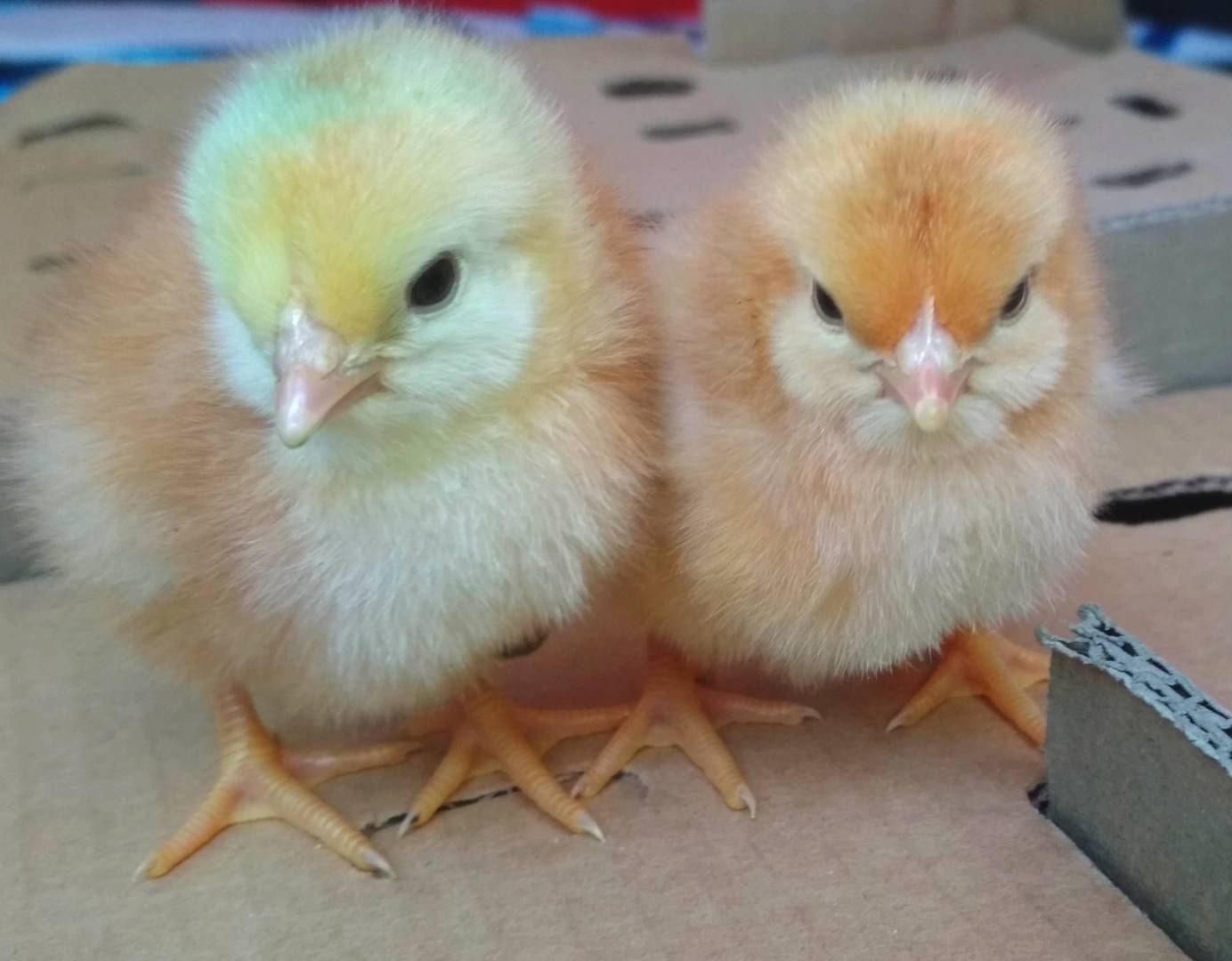 WhatsApp Image 2026-03-18 at 15.37.44